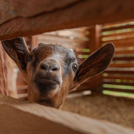 Granja Del Cafe Hotel Y Centro De Convenciones Venecia  エクステリア 写真